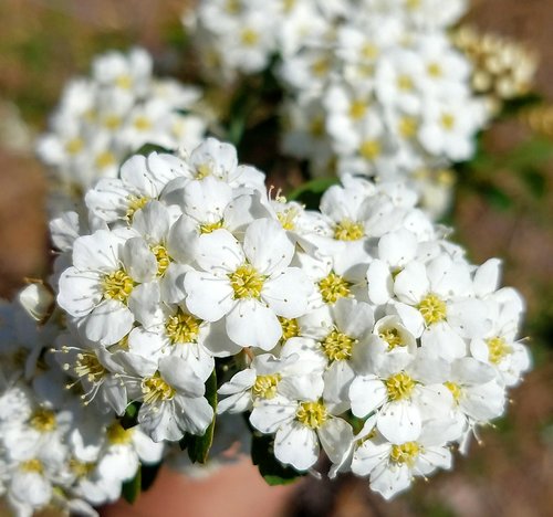 flower  flora  nature