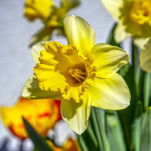 flower  narcissus  narcissus pseudonarcissus