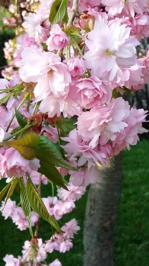 flower  plant  nature