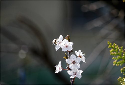 flower  nature  plant