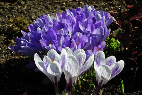 flower  crocus  nature