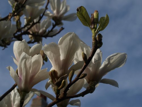 flower  magnolia  branch