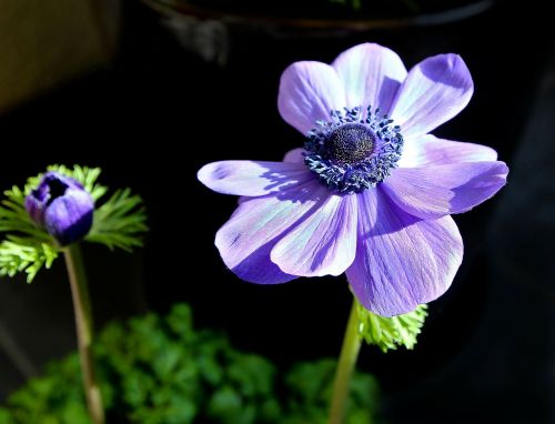 flower plant nature