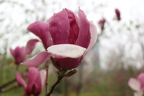 flower  nature  plant