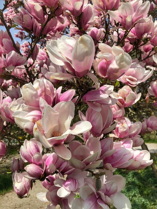 flower  magnolia  plant