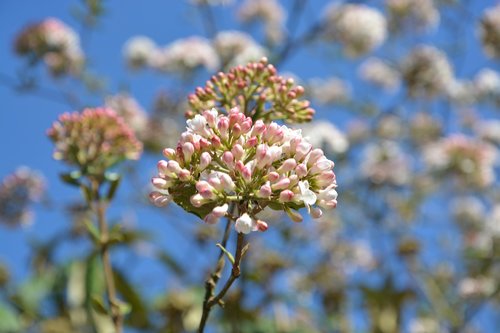 flower  flowering  spring season