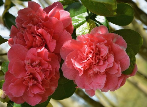 flower  plant  flowers of camellia
