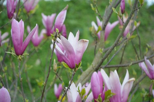 flower  flowers magnolia  color purple white