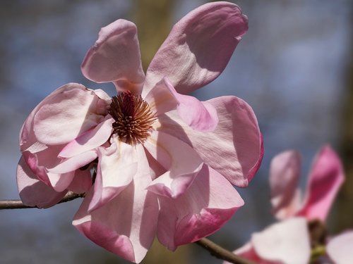 flower  magnolia  plant