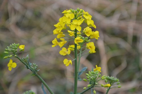 flower  flower of rapeseed  fields