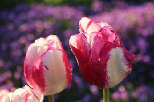 flower  nature  plant