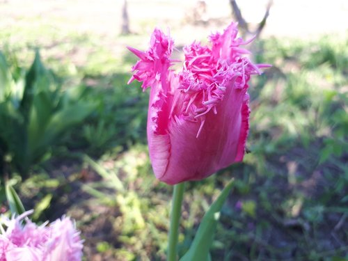 flower  tulip  nature