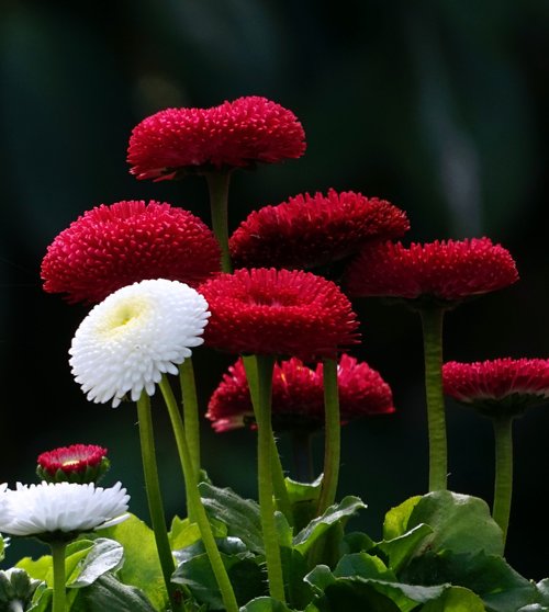 flower  nature  plant