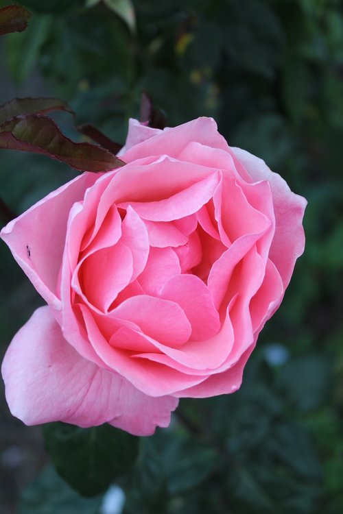 flower  rosa  plant