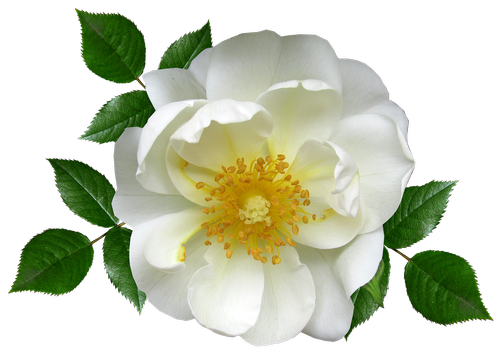 flower  white rose  blossom