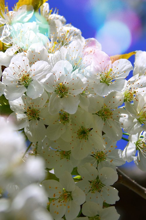 flower  plant  nature