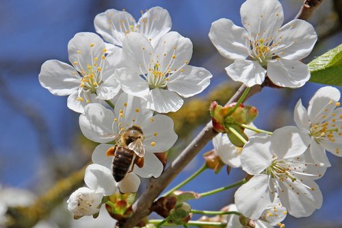 flower  tree  nature