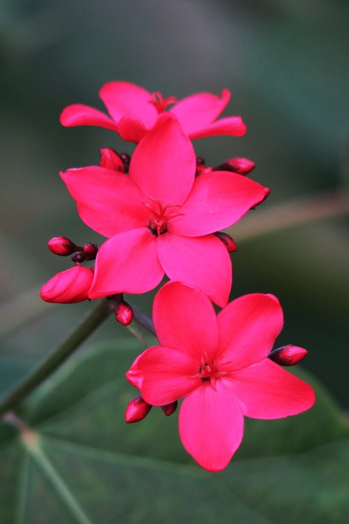 flower  nature  plant