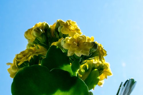 flower  nature  yellow