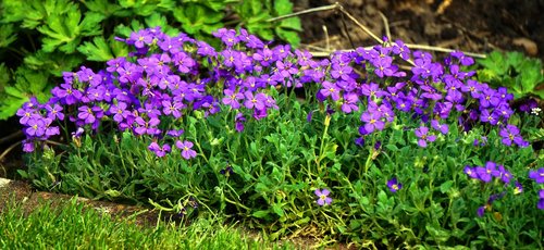 flower  plant  nature