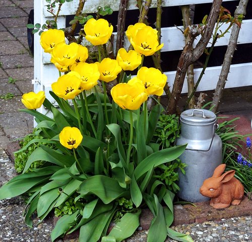 flower  garden  plant