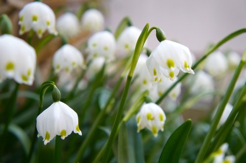 flower  nature  plant