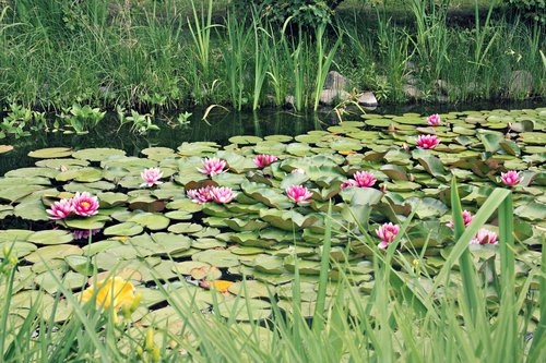 flower  plant  garden