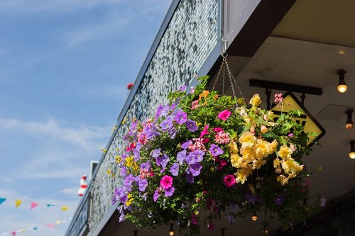 flower  summer  sky