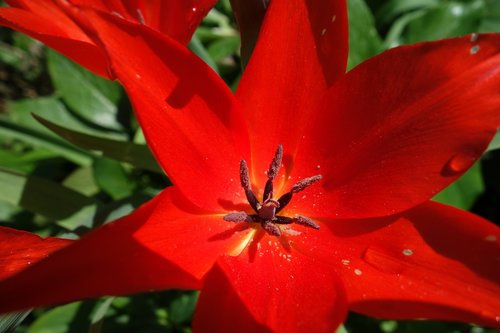 flower  plant  nature