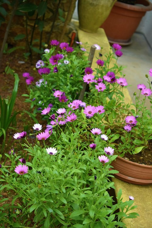 flower  plant  garden