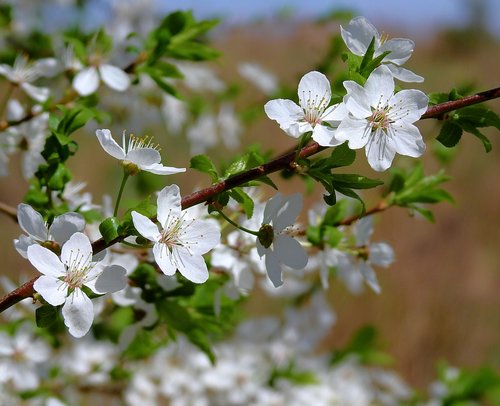 flower  nature  plant