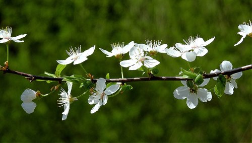 flower  nature  plant