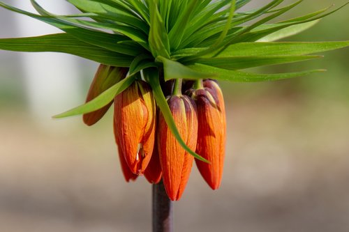flower  imperial crown  fritillaria imperialis