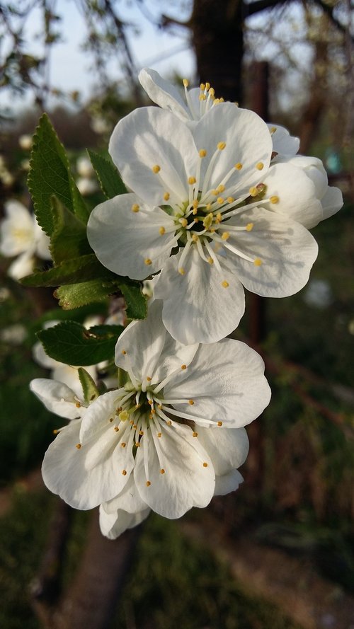 flower  plant  nature