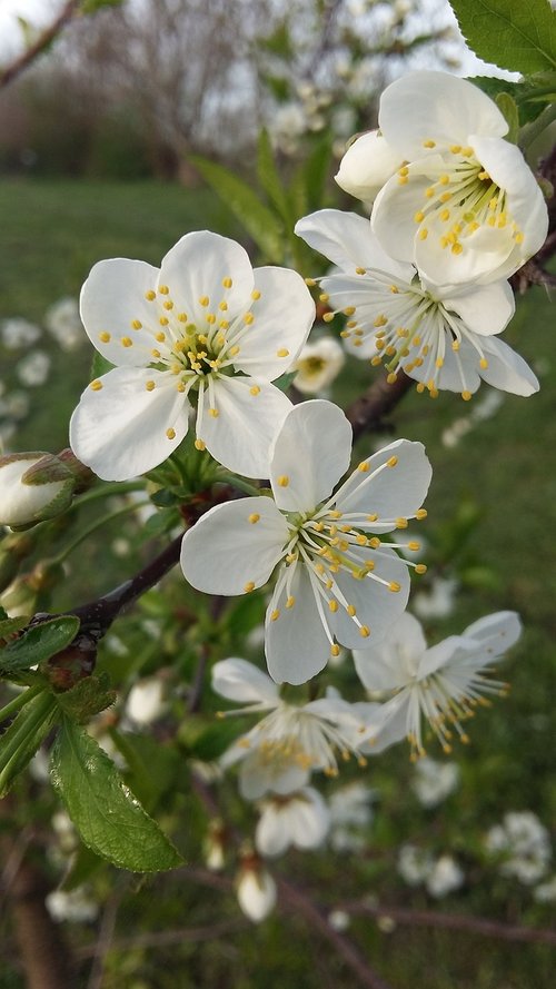 flower  nature  plant