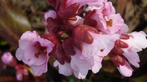 flower  pear herb  flowers