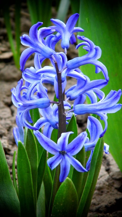 flower  plant  garden