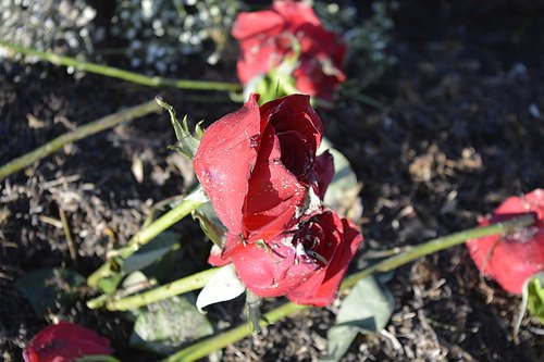 flower  nature  plant