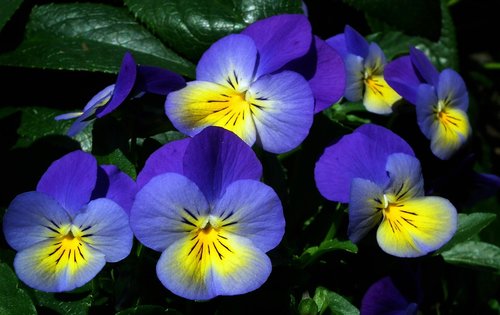 flower  pansies  colorful