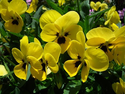 flower  pansies  yellow