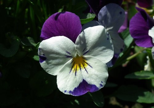 flower  pansy  spring