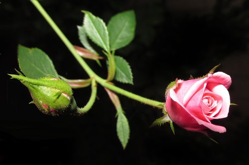flower  nature  rose