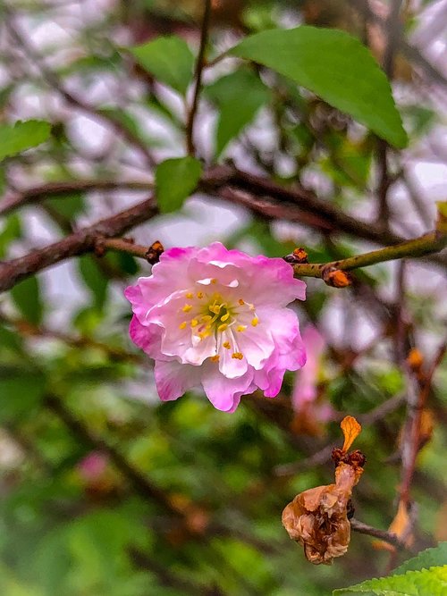 flower  tree  nature