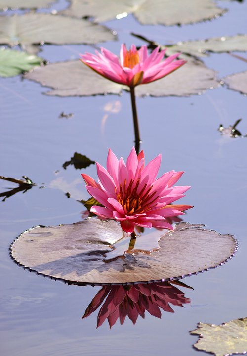 flower  lotus  nature