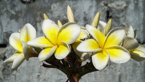 flower  tropical  plant