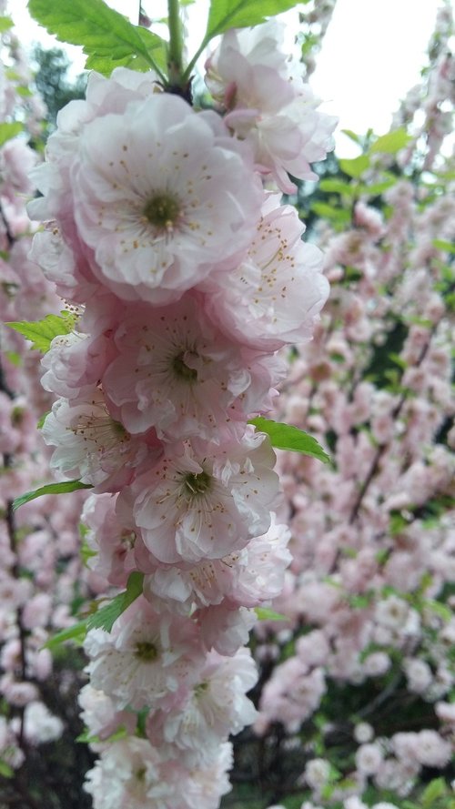 flower  plant  tree