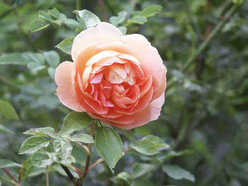 flower  rose  leaf