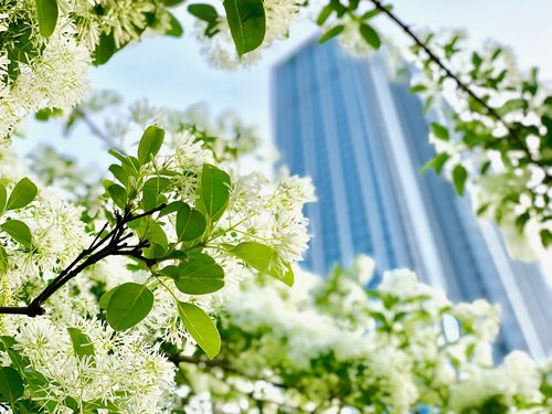 flower  nature  plant