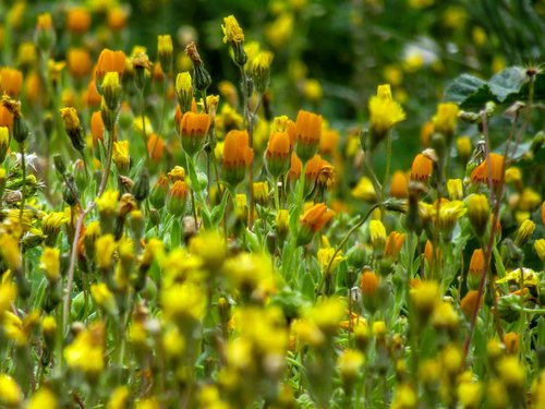 flower  nature  plant