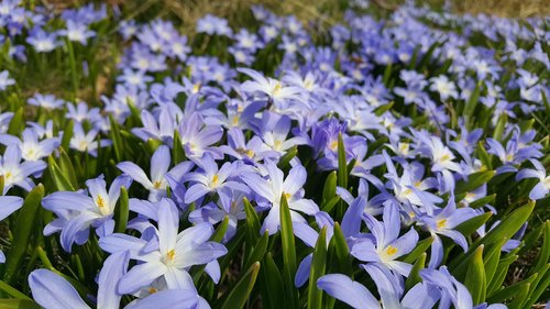 flower  nature  plant